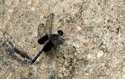 g13/90/590590/3/174571742.b7f09403.JPEG