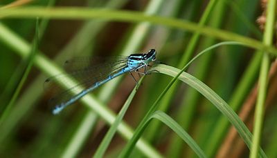 Ljus Lyrflickslända (Coenagrion puella) Azure Damselfly