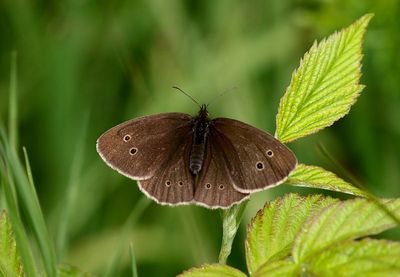 Luktgrsfjril (Aphantopus hyperantus) Ringlet