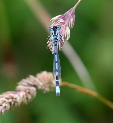 Sjflickslnda (Enallagma cyathigerum) Common Blue Damselfly