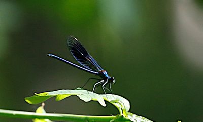 Blåbandad jungfruslända (Calopteryx splendens) Blue-banded Demoiselle