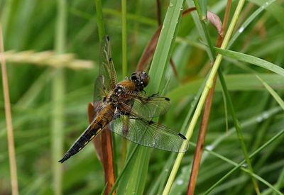 Fyrflckad Trollslnda (Libellula quadrimaculata) Four-spotted Skimmer