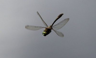 Guldtrollslända (Cordulia aenea) Downy Emerald