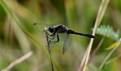 Svart Ängstrollslända (Sympetrum danae) Blackmeadowhawk