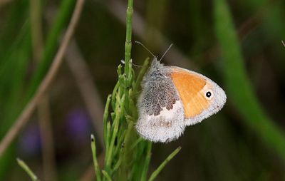  Kamgrsfjril (Coenonympha pamphilus) Small Heath
