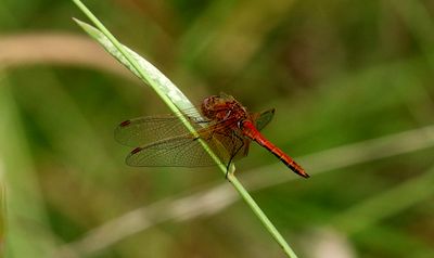 Gulfläckad Ängstrollslända (Sympetrum flaveolum) Yellow-winged Darter