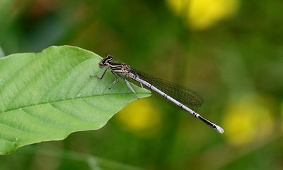 Flodflickslnda (Platycnemis pennipes) White-legged Damselfly