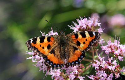 Nsselfjril (Aglais urticae) Small Tortoiseshell
