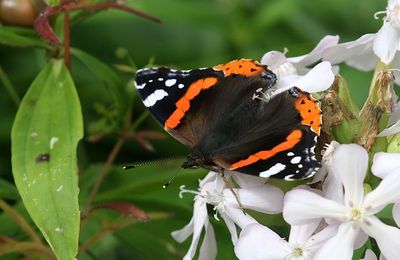 Amiral (Vanessa atalanta) Red Admiral