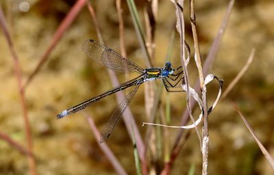Kraftig Smaragdflickslända (Lestes dryas) Emerald Spreadwing
