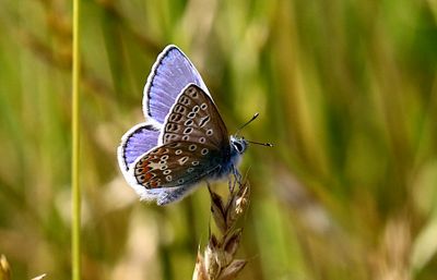 Puktrneblvinge (Polyommatus icarus) Common Blue