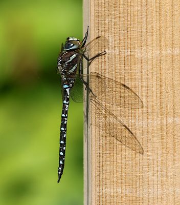 Starrmosaikslnda (Aeshna juncea) Sedge Darner