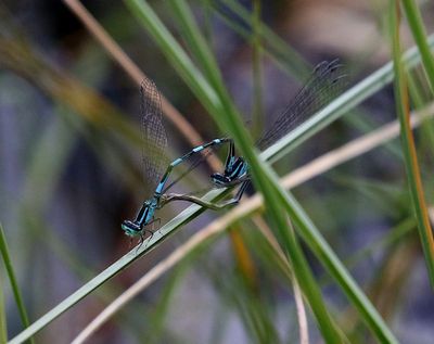 Myrflickslnda (Coenagrion johanssoni) Arctic Bluet