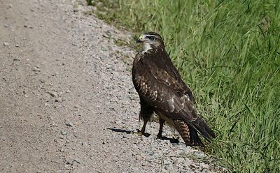 Common Buzzard (Ormvrk)