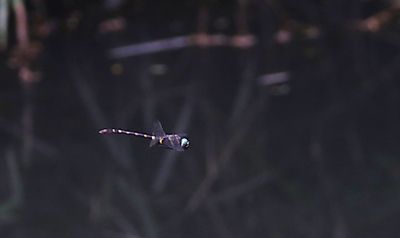 g13/90/590590/3/174838624.863cdeae.JPEG