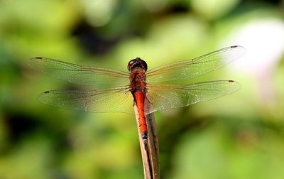 Red Glider (Tramea transmarina)
