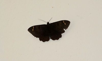 g13/90/590590/3/174912176.eaa5ad7c.JPEG