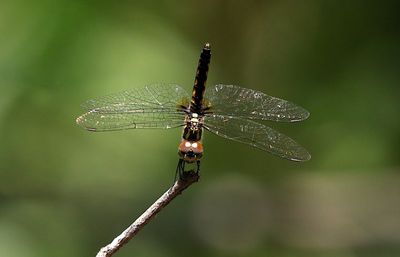 g13/90/590590/3/174919400.31f3e5e3.JPEG