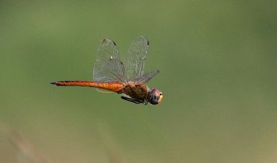 Wandering Glider (Pantala flavescens)