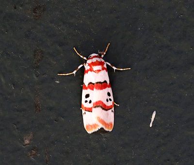 Cyana indosinica 