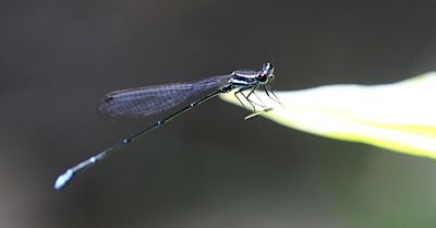 g13/90/590590/3/175415323.58d0937b.JPEG