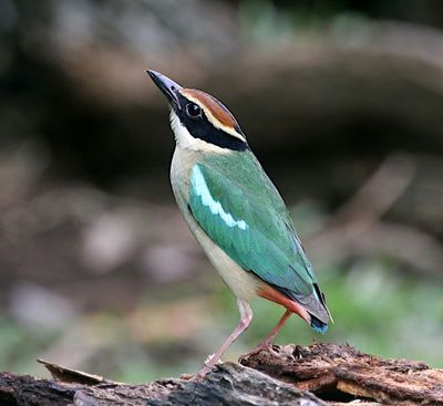 Fairy Pitta