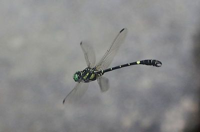 Onychogomphus louissiriusi 