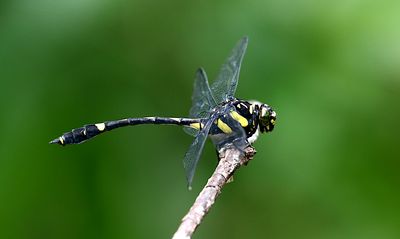 Gomphidictinus perakensis 