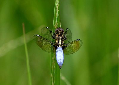Asian Widow (Palpopleura sexmaculata)