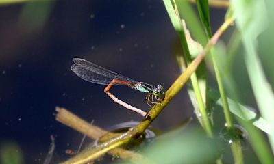 Ischnura rufostigma 