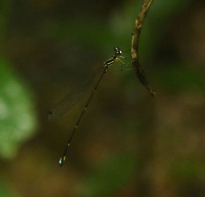 Drepanosticta anascephala