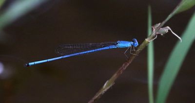 g13/90/590590/3/175529273.5b8f2731.JPEG