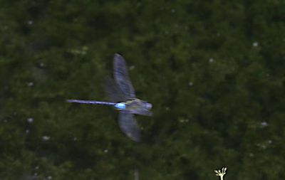 Blue-spotted Emperor (Anax nigrofasciatus)