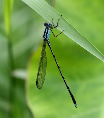 Indolestes birmanus 