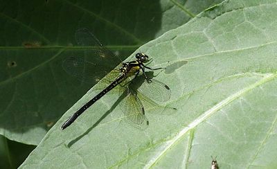 Davidius fruhstorferi 