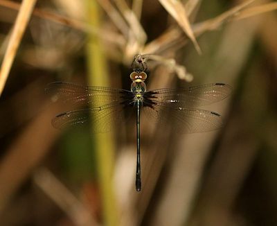 Common Shadow-Emerald (Macromidia rapida)