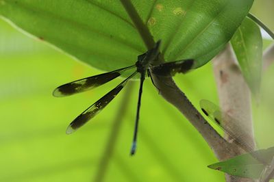 Orolestes selysi