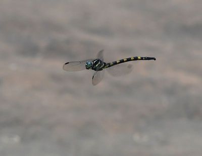Macrogomphus albardae