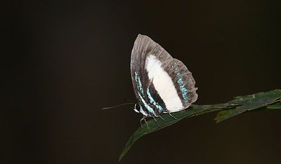 g13/90/590590/3/175718308.3648d93d.JPEG