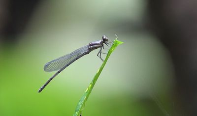 g13/90/590590/3/175718601.b5d1b9cf.JPEG