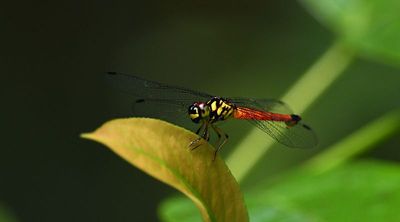 g13/90/590590/3/175742227.dbb8ad41.JPEG