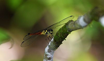 g13/90/590590/3/175742228.bee5648c.JPEG