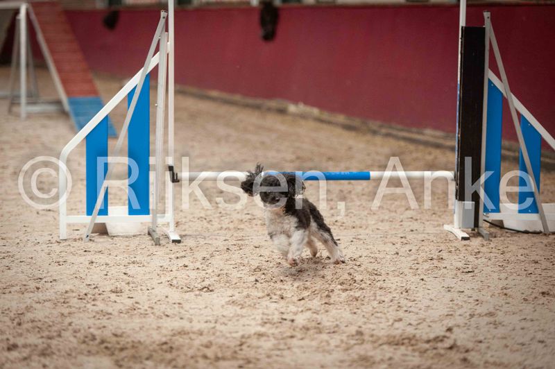 Agilitywedstrijd ACE 17-02-2024