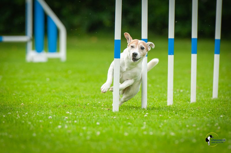 Agility Clubwedstrijd KC NWV 27 juni 2024