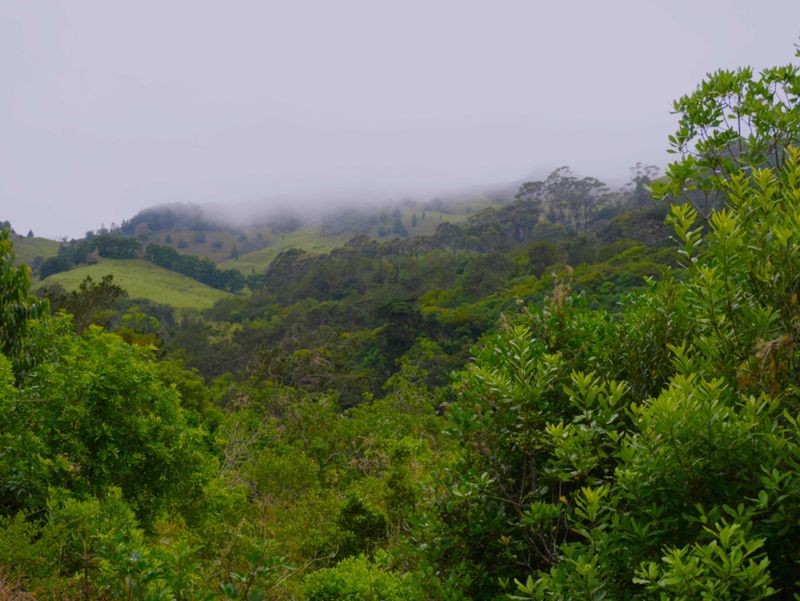Landscape from Francis Plain