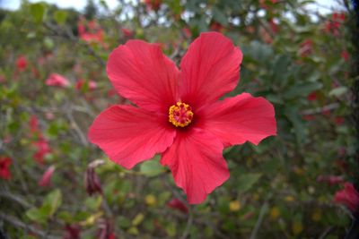 St Helena Flower 3.jpg