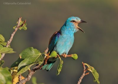 _MG_3340 copia.jpg