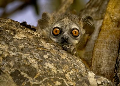 Madagascar_2024 wildlife