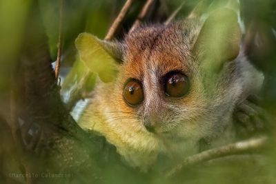 eyes