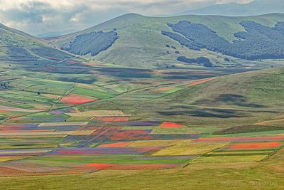 Castelluccio di Norcia - Fioritura 2015-2024